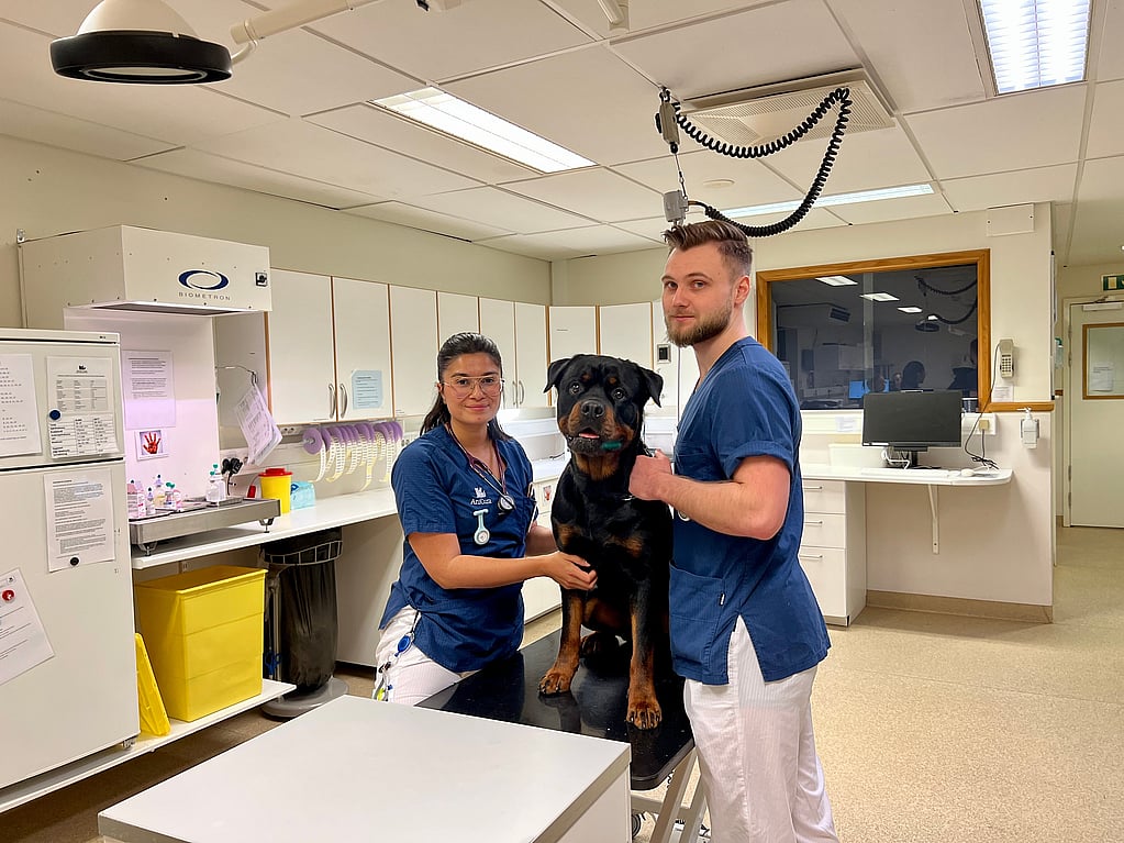 Två veterinärer står vid en rottweiler i ett undersökningsrum.