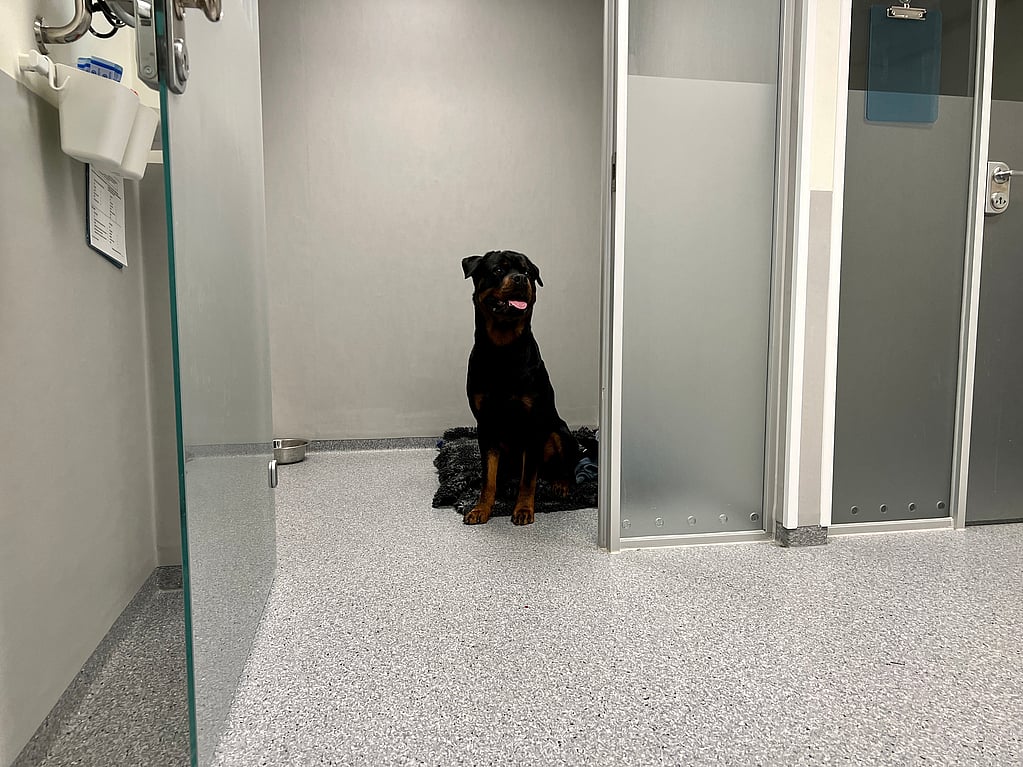 En rottweiler sitter bakom en dörr.