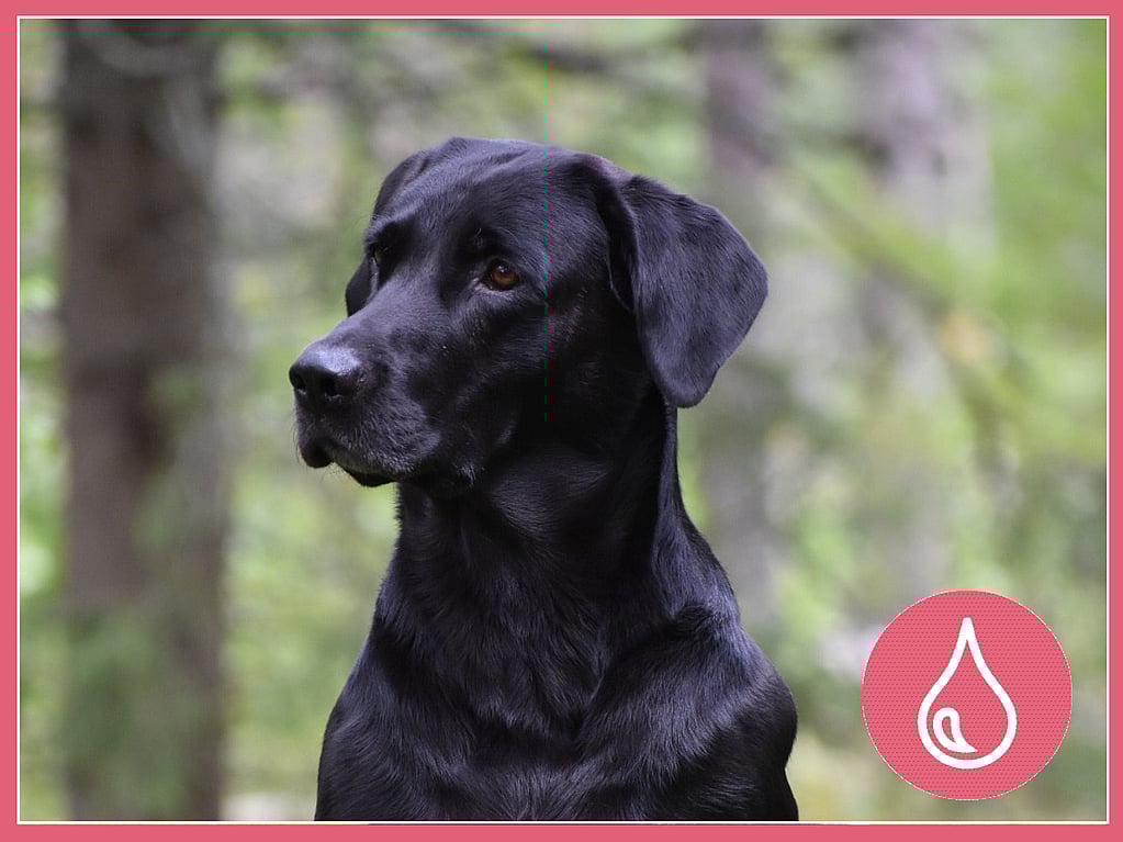 Svart labrador retriever som heter King och är 5 år gammal.