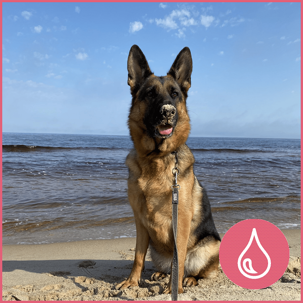 En hund som sitter på en strand.