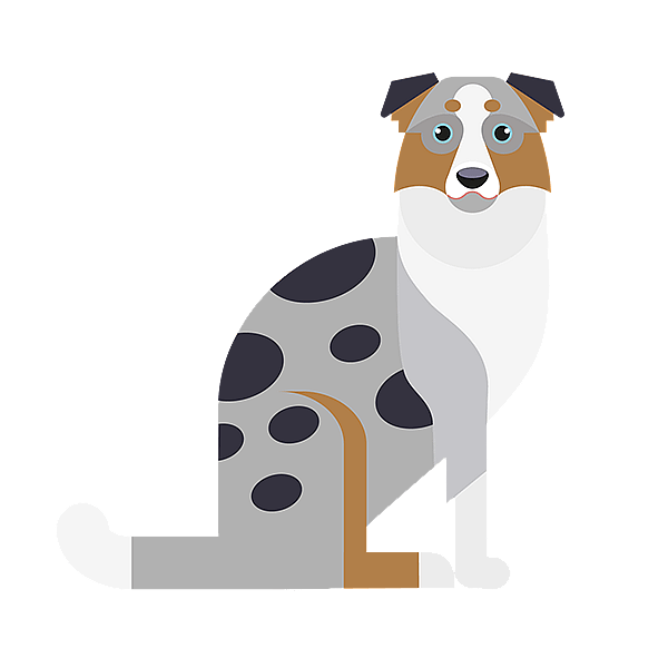 Teckning på en australian shepherd.