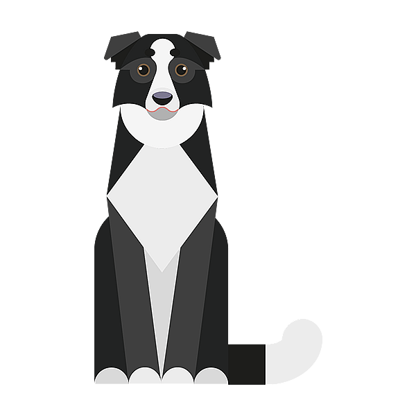 Teckning på en border collie.