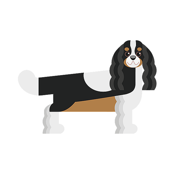 Teckning på en cavalier king charles spaniel.