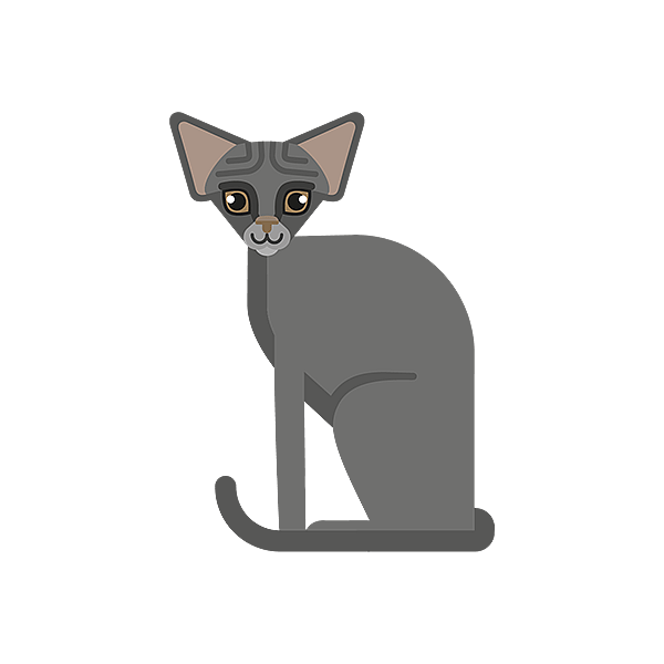 Teckning på en devon rex.