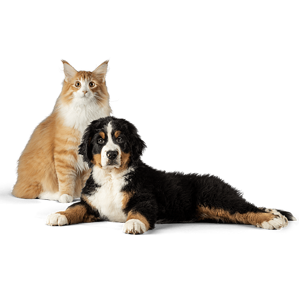 En katt och en hund som tittar på kameran.