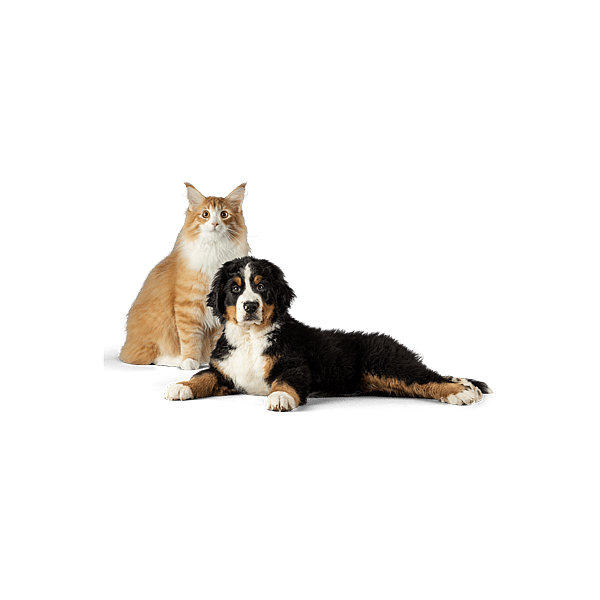 En katt och en hund som ligger ner.