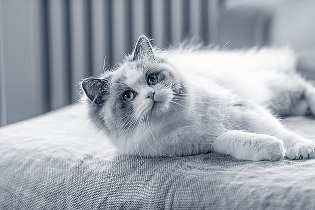 En vit katt med stora öron.