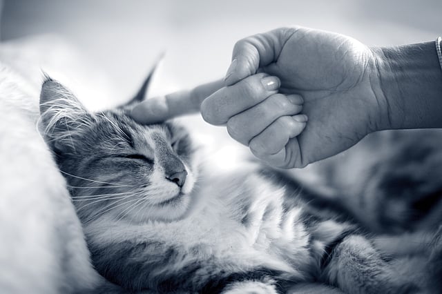 En hand som rör vid en katt.