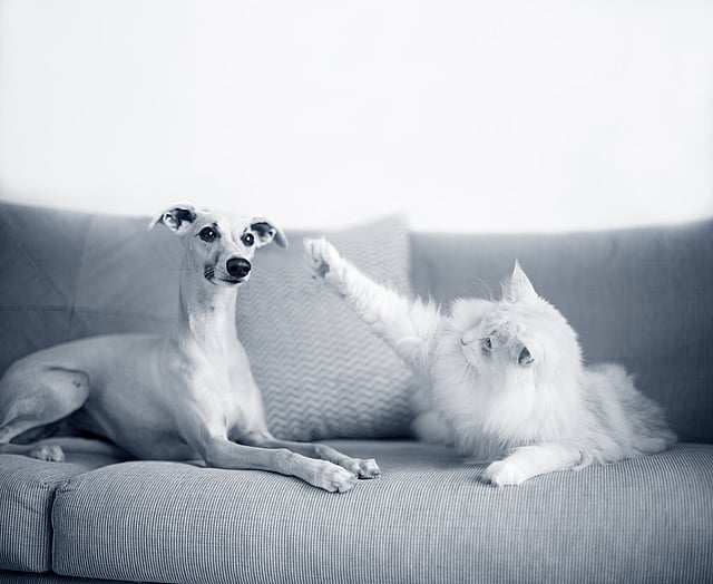Hund och katt ligger på en soffa.