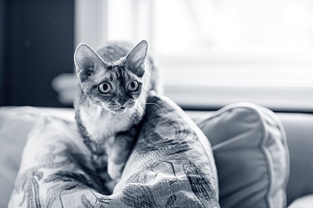 En devon rex sitter på en soffkudde.