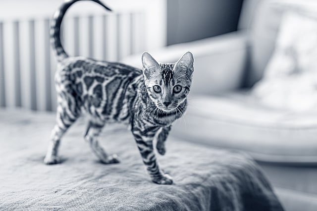 Katt promenerar på soffan.