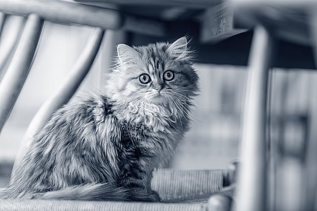 En brittiskt korthår katt står under en stol och tittar in i kameran.