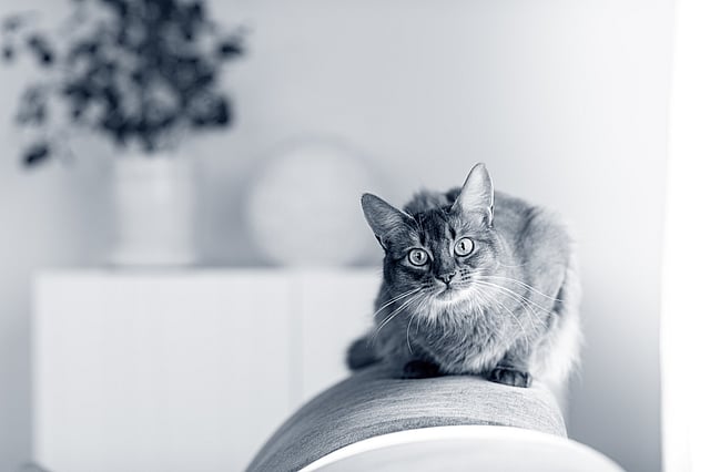 En somali katt ligger på soffan.