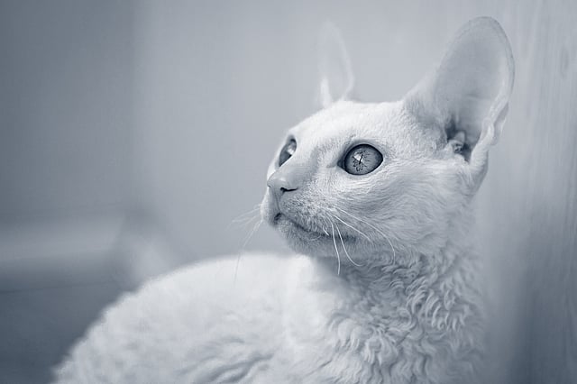 En cornish rex kollar uppåt.