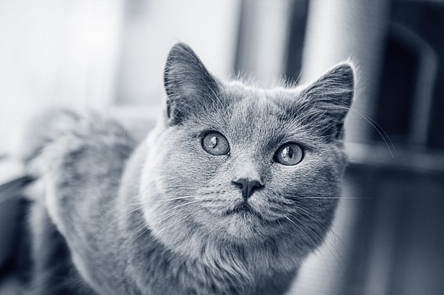 En chartreux inomhus.