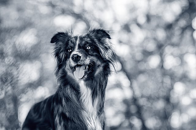Glad Australian Shepherd hund med öppen mun i utomhusmiljö.