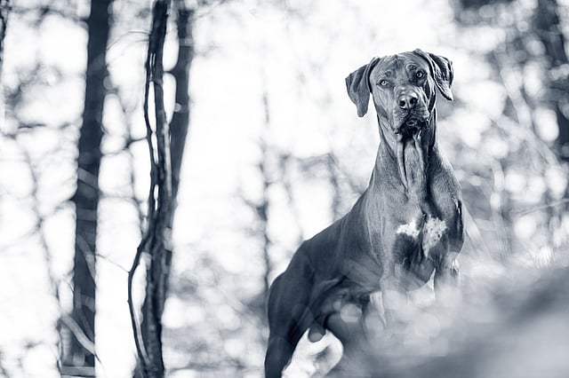 En brun rhodesian ridgeback står ute bland träden.