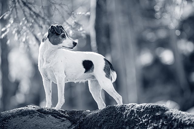 En dansk-svensk gårdshund kollar bakåt.