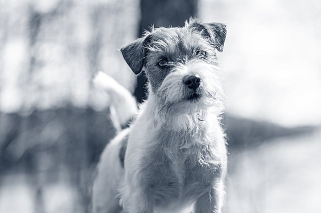 En Jack Russel ute i naturen.