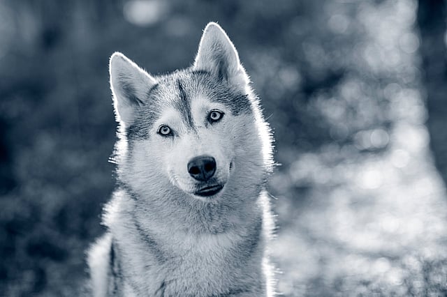 Siberian Husky kollar in i kameran.