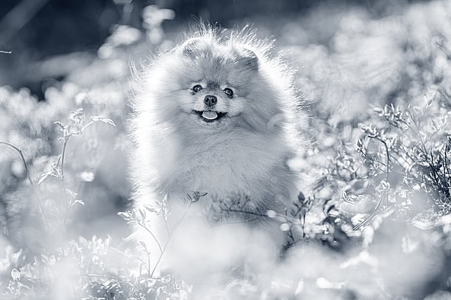 Pomeranian ute i naturen.