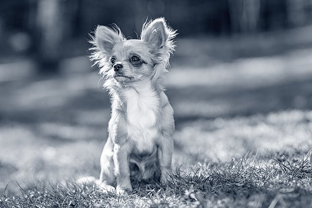 En sliten Chihuahua med stora öron kollar nyfiket ut. Bilden är i svartvitt med suddig bakgrund.