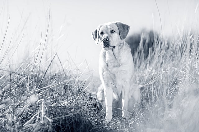 Ljushårig labrador retriever står ute i naturen.