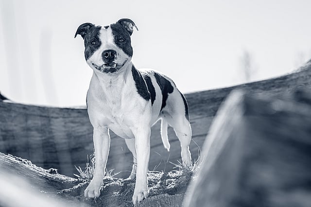 Glad staffordshire bullterrier står utomhus och kollar in i kameran.