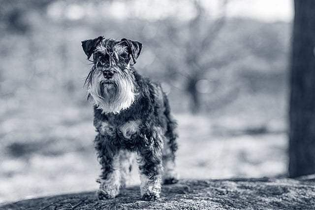 En lite blöt svartbrun dvärgschnauzer i skogen.