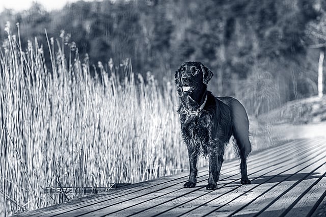 Svart flatcoated retriever står ute på en brygga.
