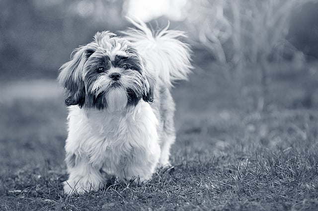 Ljushårig shih tzu står ute på gräset.