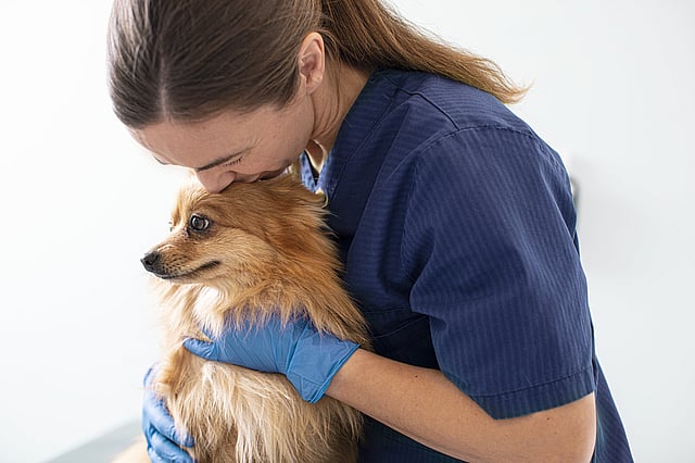 En kvinnlig veterinär iklädd blåa vårdkläder och blåa engångshandskar håller och pussar på en fluffig hund.