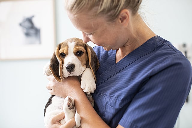 En kvinnlig, blonde veterinär iklädd blåa vårdkläder håller i en beagle.