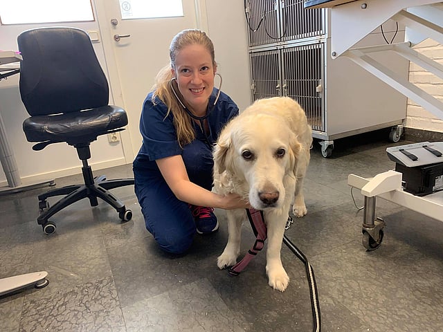En veterinär sitter på golvet och undersöker en ljushårig större hund.
