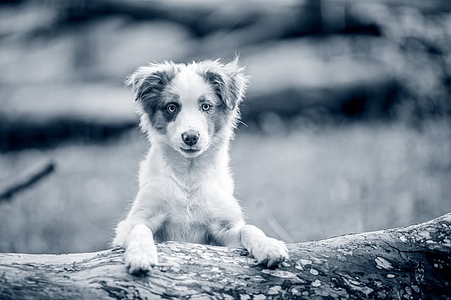 puppy