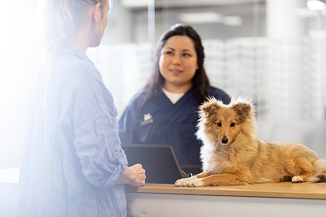 Två veterinärer pratar med varandra.