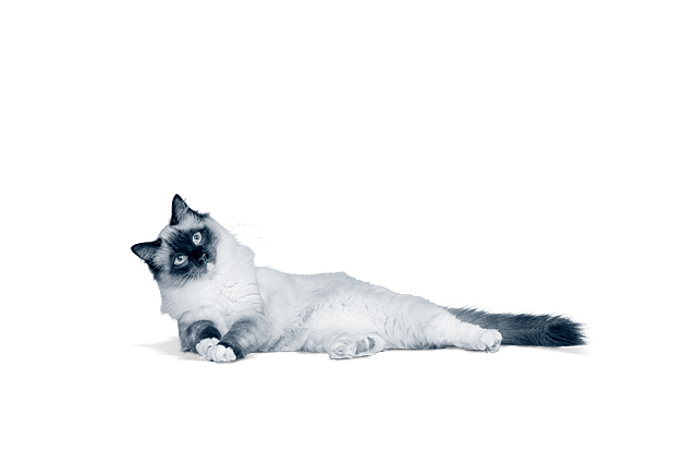 Katt ligger ner.
