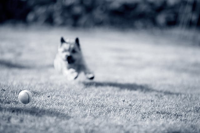 En suddig bild av en Cairnterrier som springer mot en tennisboll på en gräsmatta. Bollen är i fokus i förgrunden, medan hunden, som är i full fart, är suddigt fångad i bakgrunden. Bilden är i svartvitt.