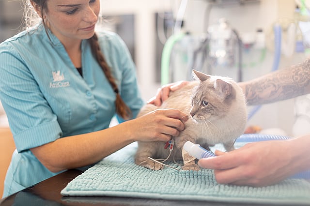 Kvinnlig veterinär undersöker en ljushårig katt.