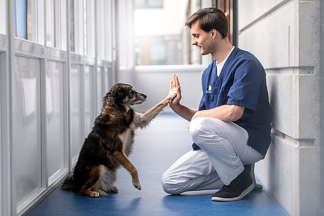 Manlig veterinär sitter på ner och gör high-five med en hund.