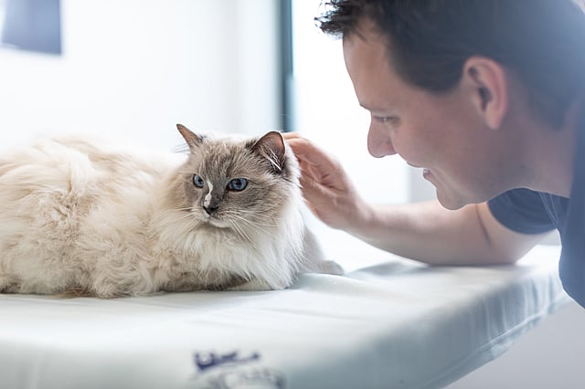 Manlig veterinär klappar på en vit katt med stora blåa ögon.