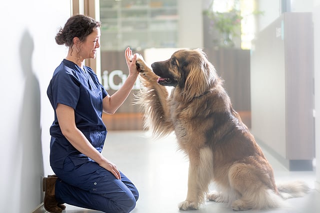 Kvinnlig veterinär sitter på golvet och gör high-five med en stor brun hund.