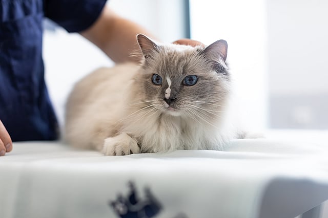 En ljushårig katt med blåa ögon blir klappad av en person iklädd blåa veterinärkläder