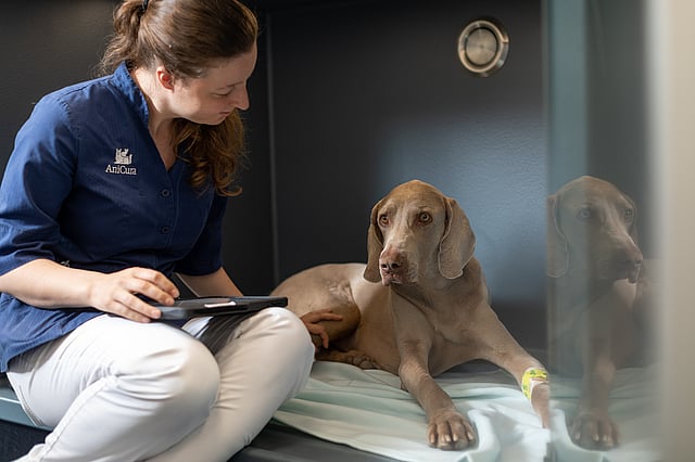 Veterinär sitter på golvet och tittar på en hund som ligger bredvid. Veterinären har en anteckningsblock på knät och klappar på hunden.
