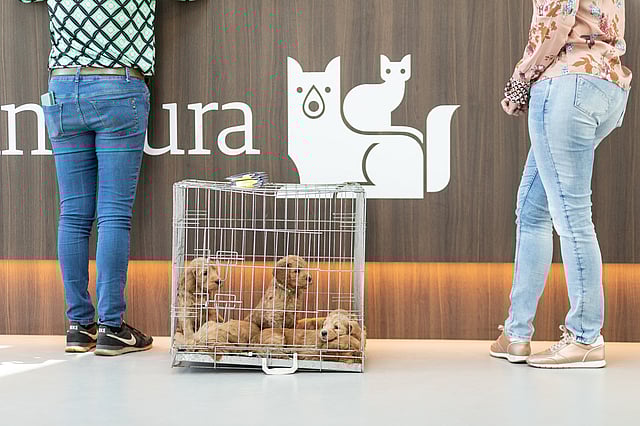 Två personer står framför AniCuras reception. Mellan dem står en vit bur med flera valpar i.