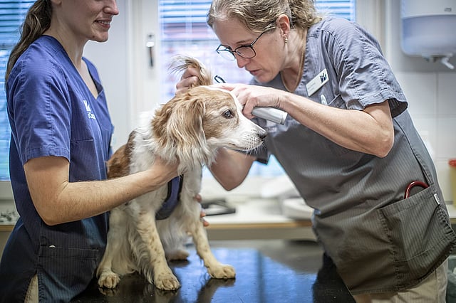 Sköterska och veterinär gör en öronundersökning på en hund.