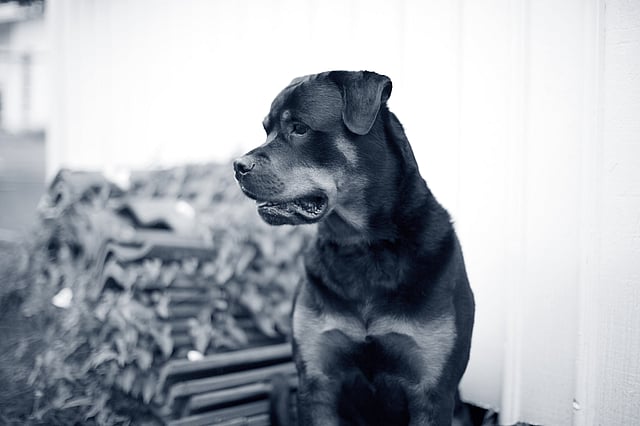 En rottweiler står utomhus och kollar åt vänster.