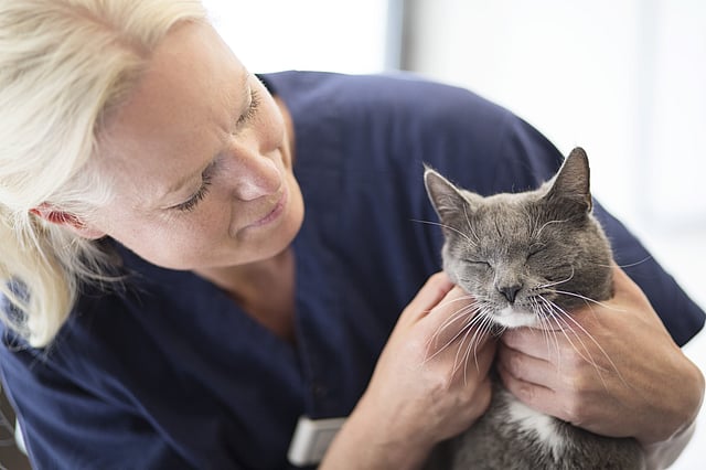 Kvinnlig, blonde veterinär klappar på en grå katt som blundar.