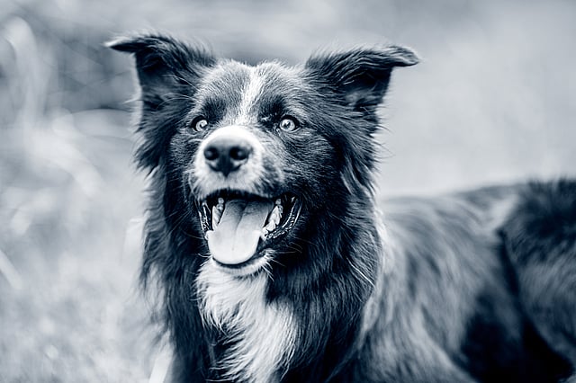 happy dog