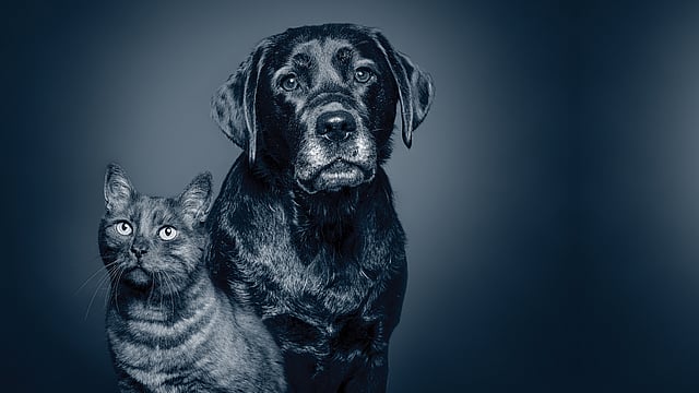 En hund och katt som tittar på kameran.